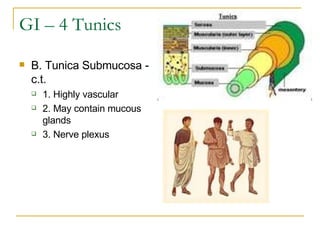 GI – 4 Tunics B. Tunica Submucosa - c.t. 1. Highly vascular  2. May contain mucous glands  3. Nerve plexus 