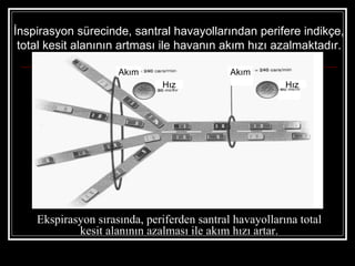 İnspirasyon sürecinde, santral havayollarından perifere indikçe,
 total kesit alanının artması ile havanın akım hızı azalmaktadır.

                     Akım                    Akım
                              Hız                        Hız




    Ekspirasyon sırasında, periferden santral havayollarına total
            kesit alanının azalması ile akım hızı artar.
 