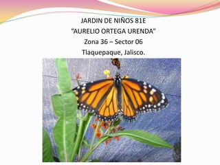 JARDIN DE NIÑOS 81E
“AURELIO ORTEGA URENDA”
    Zona 36 – Sector 06
   Tlaquepaque, Jalisco.
 