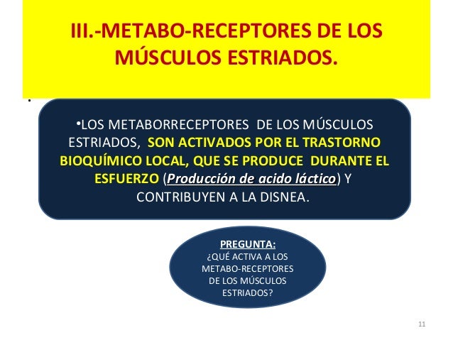 Resultado de imagen para metaborreceptores