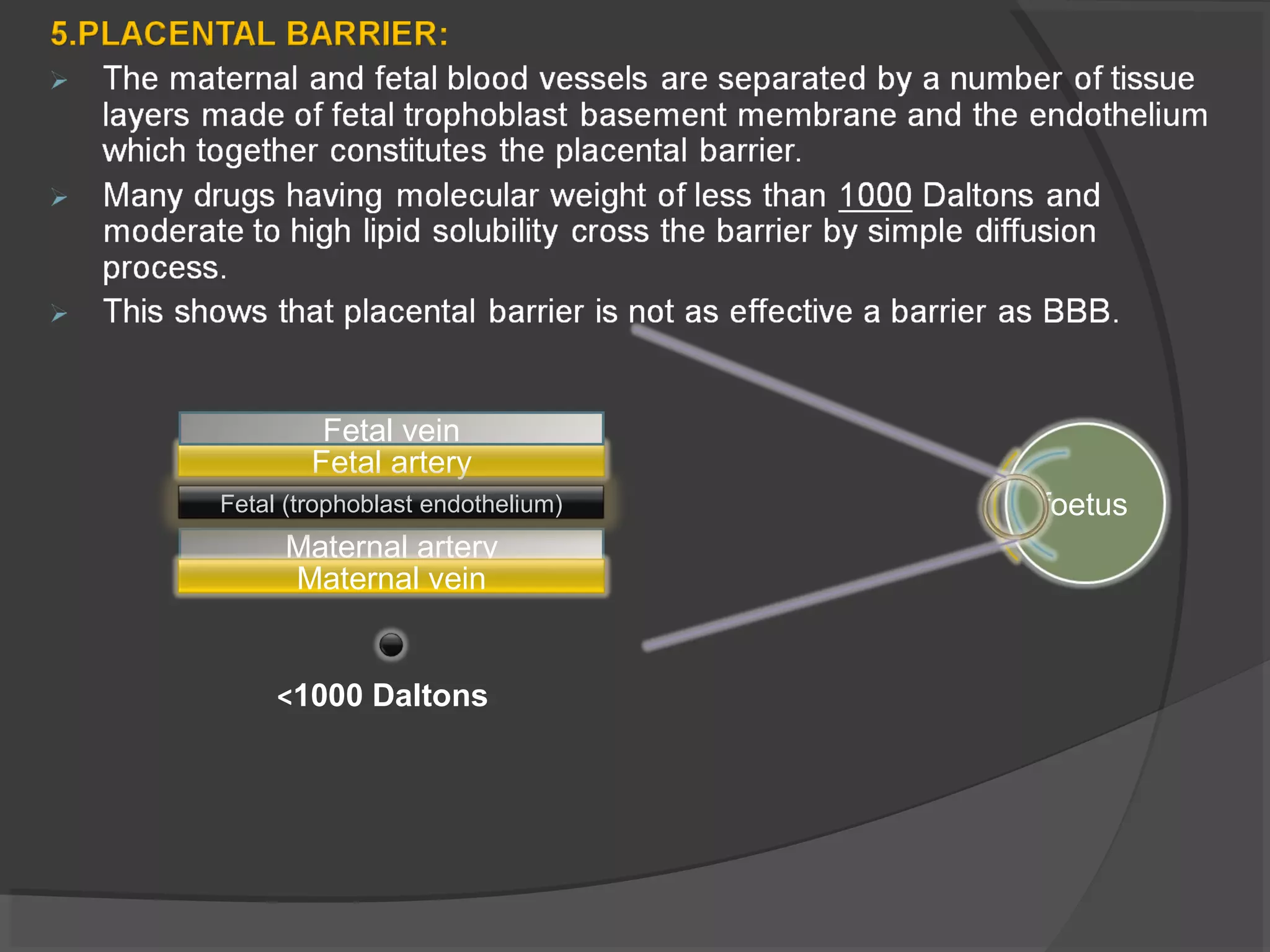 foetus
Maternal artery
Fetal artery
Fetal (trophoblast endothelium)
Maternal vein
Fetal vein
<1000 Daltons
 