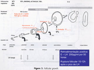 Retroalimentação positiva E – LH  200pg/ml por 50 horas Ruptura folicular 10-12h após o pico de LH Recrutamento  D  1  a  4 1 a 20 folículos antrais do pool Seleção  D  5  a  7 Ovulação  D  13  a  15 Dominância  D  8 a 12 Pulso de LH = GnRH FSH dp E 2  e inibinas 