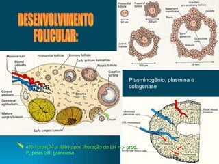 Plasminogênio, plasmina e colagenase DESENVOLVIMENTO  FOLICULAR: 36 horas(24 a 48h) após liberação do LH => prod. P 4  pelas cél. granulosa 