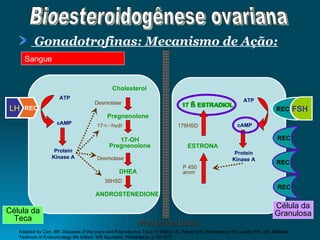 Sangue Gonadotrofinas: Mecanismo de Ação: Adapted by Carr, BR. Diseases of the ovary and Reproductive Tract. In Wilson JD, Foster DW, Kronenberg HM, Larsen PR, eds. Williams Textbook of Endocrinology 9th edition. WB Saunders, Philadelphia, p.751-817. REC  LH Protein Kinase A ATP Cholesterol Pregnenolone 17-OH Pregnenolone DHEA Desmolase 17 ∝-hydr Desmolase 3 ß HSD cAMP 17  ß  ESTRADIOL ESTRONA Protein Kinase A ATP cAMP P 450 arom  17 ß HSD Célula da Teca Célula da Granulosa Membrana Basal REC FSH ANDROSTENEDIONE REC REC REC 17  ß  ESTRADIOL Bioesteroidogênese ovariana 
