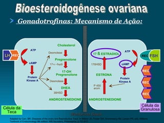 Gonadotrofinas: Mecanismo de Ação: Adapted by Carr, BR. Diseases of the ovary and Reproductive Tract. In Wilson JD, Foster DW, Kronenberg HM, Larsen PR, eds. Williams Textbook of Endocrinology 9th edition. WB Saunders, Philadelphia, p.751-817. REC  LH Protein Kinase A ATP Cholesterol Pregnenolone 17-OH Pregnenolone DHEA Desmolase 17 ∝-hydr Desmolase 3 ß HSD cAMP ANDROSTENEDIONE 17  ß  ESTRADIOL ESTRONA Protein Kinase A ATP cAMP P 450 arom  17 ß HSD Célula da Teca Célula da Granulosa Membrana Basal REC FSH ANDROSTENEDIONE REC REC REC Bioesteroidogênese ovariana 