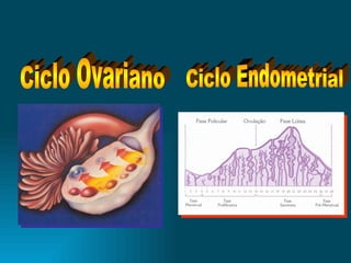 Ciclo Ovariano Ciclo Endometrial 