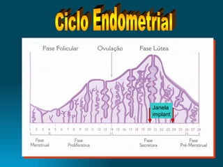 Ciclo Endometrial Janela  implant 