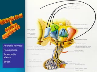 Anorexia nervosa Pseudociese Amenorréia atletas Stress Interação Ht-Hf  e  centros  superiores 