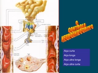 Alça curta Alça longa Alça ultra longa Alça ultra curta O  CONTROLE  NEUROENDÓCRINO 