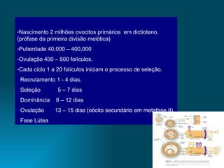 Nascimento 2 milhões ovocitos primários  em dictioteno. (prófase da primeira divisão meiótica) Puberdade 40,000 – 400,000 Ovulação 400 – 500 folículos. Cada ciclo 1 a 20 folículos iniciam o processo de seleção. Recrutamento 1 - 4 dias. Seleção  5 – 7 dias Dominância  8 – 12 dias Ovulação  13 – 15 dias (oócito secundário em metafase II) Fase Lútea 