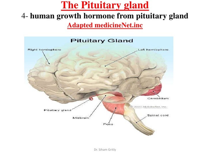 4 endocrine response to exercise; diabetes mellitus and fitness
