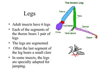 Legs Adult insects have 6 legs Each of the segments of the thorax bears 1 pair of legs The legs are segmented Often the last segment of the leg bears a small claw In some insects, the legs are specially adapted for jumping.  