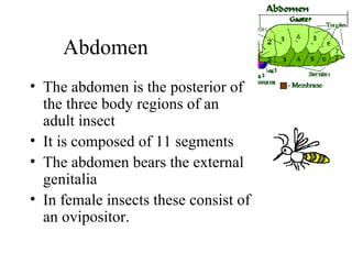 Abdomen The abdomen is the posterior of the three body regions of an adult insect It is composed of 11 segments The abdomen bears the external genitalia  In female insects these consist of an ovipositor.  