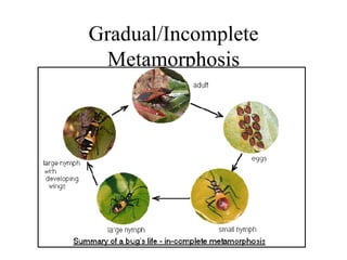 Gradual/Incomplete Metamorphosis 
