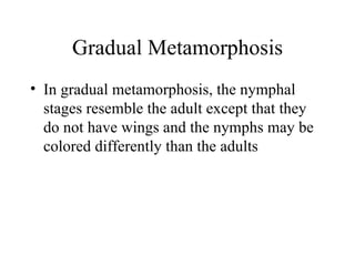 Gradual Metamorphosis In gradual metamorphosis, the nymphal stages resemble the adult except that they do not have wings and the nymphs may be colored differently than the adults 
