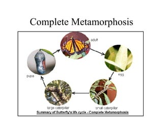 Complete Metamorphosis 
