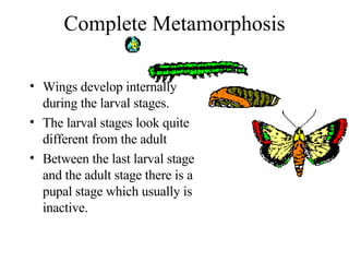 Complete Metamorphosis Wings develop internally during the larval stages. The larval stages look quite different from the adult Between the last larval stage and the adult stage there is a pupal stage which usually is inactive.  