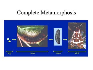 Complete Metamorphosis 
