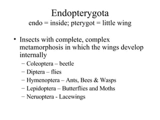 Endopterygota endo = inside; pterygot = little wing Insects with complete, complex metamorphosis in which the wings develop internally Coleoptera – beetle Diptera – flies Hymenoptera – Ants, Bees & Wasps Lepidoptera – Butterflies and Moths Neruoptera - Lacewings 