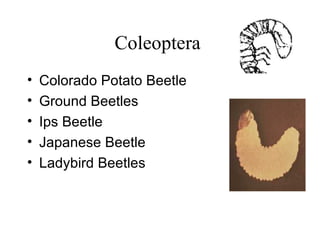 Coleoptera  Colorado Potato Beetle Ground Beetles Ips Beetle Japanese Beetle Ladybird Beetles 