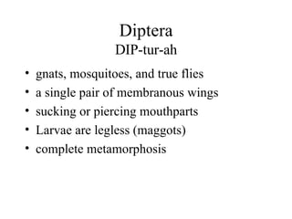Diptera DIP-tur-ah gnats, mosquitoes, and true flies a single pair of membranous wings sucking or piercing mouthparts Larvae are legless (maggots) complete metamorphosis 