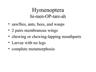 Hymenoptera hi-men-OP-tare-ah sawflies, ants, bees, and wasps 2 pairs membranous wings chewing or chewing-lapping mouthparts Larvae with no legs complete metamorphosis 