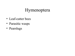 Hymenoptera Leaf-cutter bees Parasitic wasps Pearslugs 