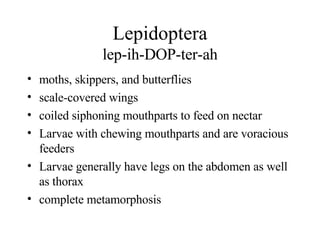 Lepidoptera lep-ih-DOP-ter-ah moths, skippers, and butterflies scale-covered wings coiled siphoning mouthparts to feed on nectar Larvae with chewing mouthparts and are voracious feeders Larvae generally have legs on the abdomen as well as thorax complete metamorphosis 