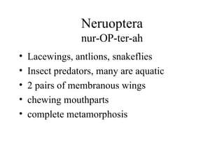 Neruoptera nur-OP-ter-ah Lacewings, antlions, snakeflies Insect predators, many are aquatic 2 pairs of membranous wings chewing mouthparts complete metamorphosis 