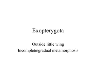Exopterygota Outside little wing Incomplete/gradual metamorphosis 
