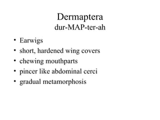 Dermaptera dur-MAP-ter-ah Earwigs short, hardened wing covers chewing mouthparts pincer like abdominal cerci gradual metamorphosis 