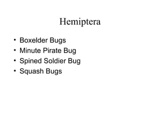 Hemiptera Boxelder Bugs  Minute Pirate Bug  Spined Soldier Bug  Squash Bugs 