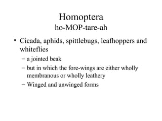Homoptera ho-MOP-tare-ah Cicada, aphids, spittlebugs, leafhoppers and whiteflies a jointed beak but in which the fore-wings are either wholly membranous or wholly leathery Winged and unwinged forms 