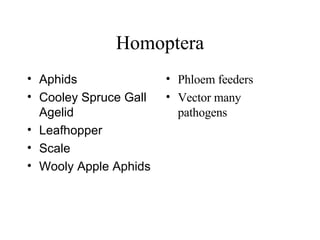 Homoptera Aphids Cooley Spruce Gall Agelid  Leafhopper  Scale  Wooly Apple Aphids Phloem feeders Vector many pathogens 