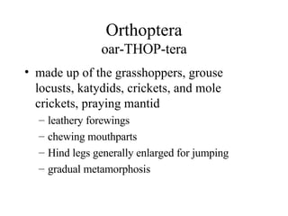 Orthoptera oar-THOP-tera made up of the grasshoppers, grouse locusts, katydids, crickets, and mole crickets, praying mantid leathery forewings chewing mouthparts Hind legs generally enlarged for jumping gradual metamorphosis 