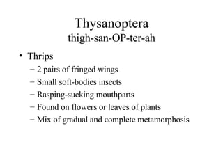 Thysanoptera thigh-san-OP-ter-ah Thrips 2 pairs of fringed wings Small soft-bodies insects Rasping-sucking mouthparts Found on flowers or leaves of plants Mix of gradual and complete metamorphosis 