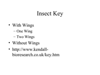Insect Key With Wings One Wing Two Wings Without Wings http://www.kendall-bioresearch.co.uk/key.htm 