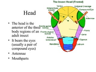 Head The head is the anterior of the three body regions of an adult insect It bears the eyes (usually a pair of compound eyes) Antennae Mouthparts 
