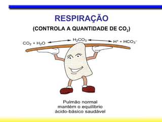 RESPIRAÇÃO
(CONTROLA A QUANTIDADE DE CO2)
 