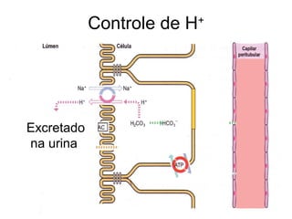 Controle de H+




Excretado
na urina
 