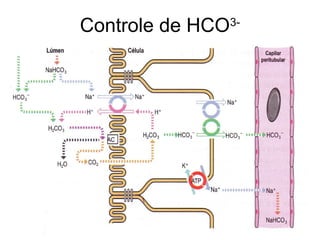 Controle de HCO3-
 