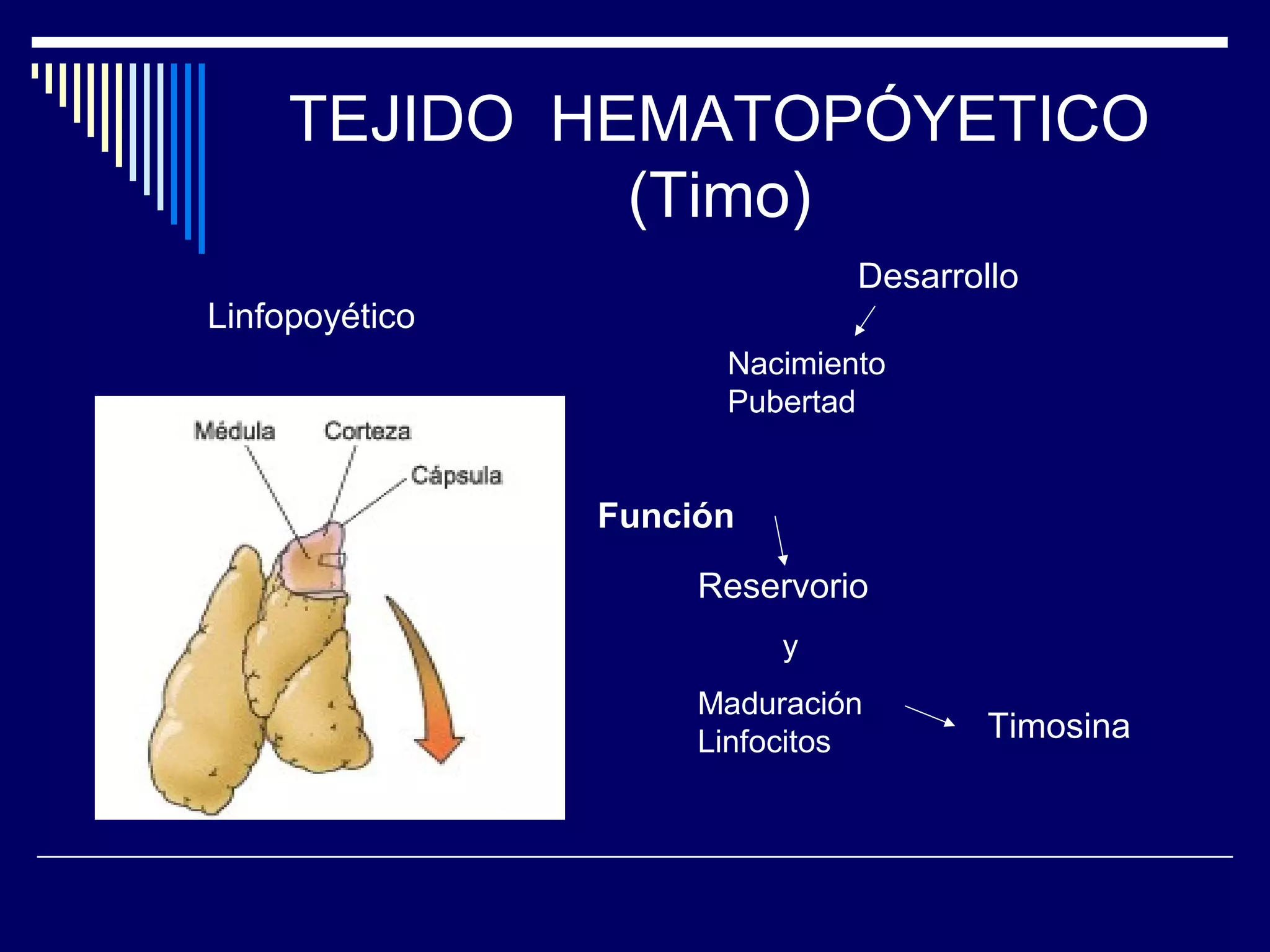 TEJIDO HEMATOPÓYETICO
              (Timo)
                              Desarrollo
Linfopoyético
                      Nacimiento
                      Pubertad


                Función
                     Reservorio
                          y
                     Maduración
                     Linfocitos       Timosina
 