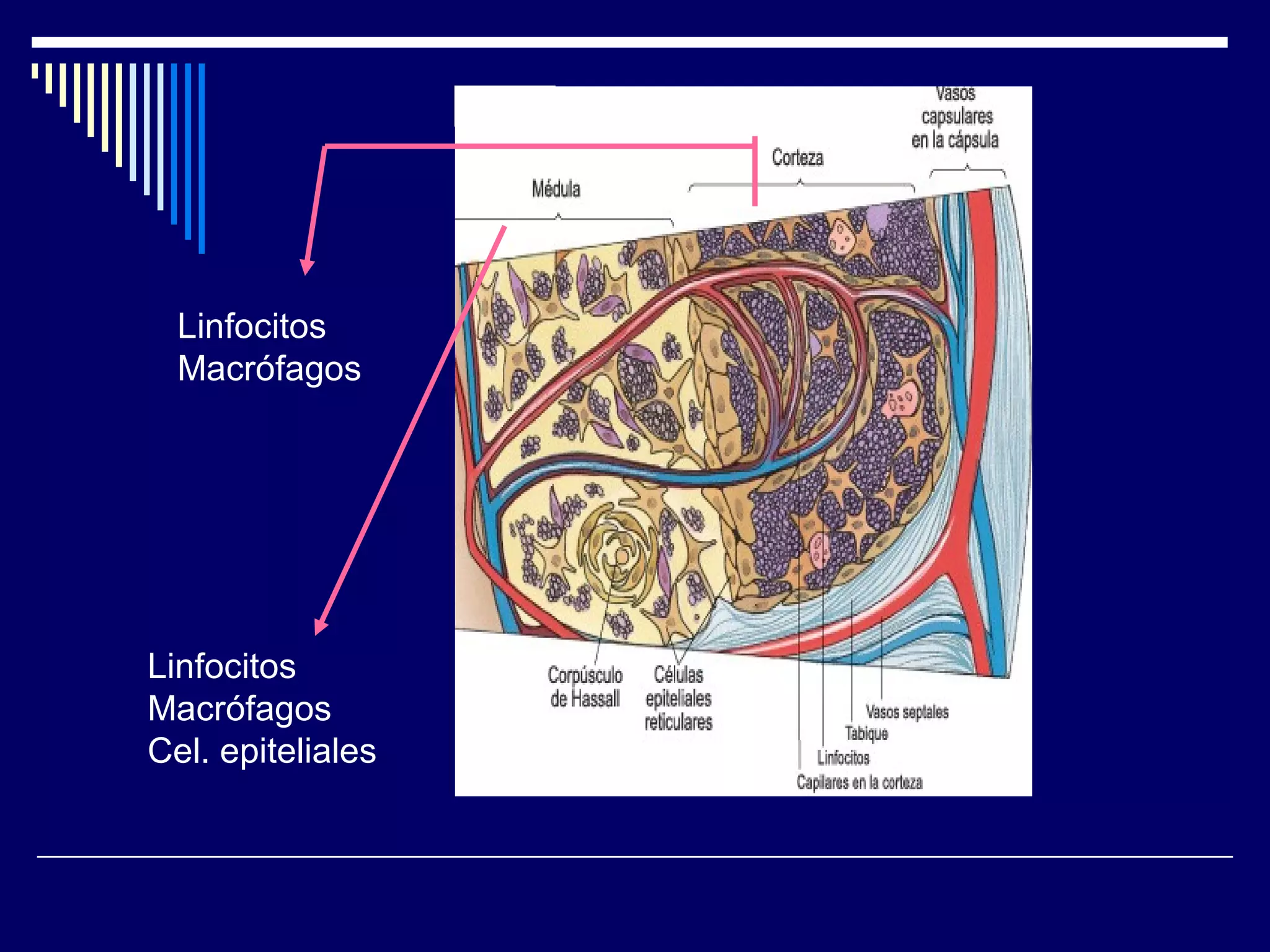 Linfocitos
  Macrófagos




Linfocitos
Macrófagos
Cel. epiteliales
 
