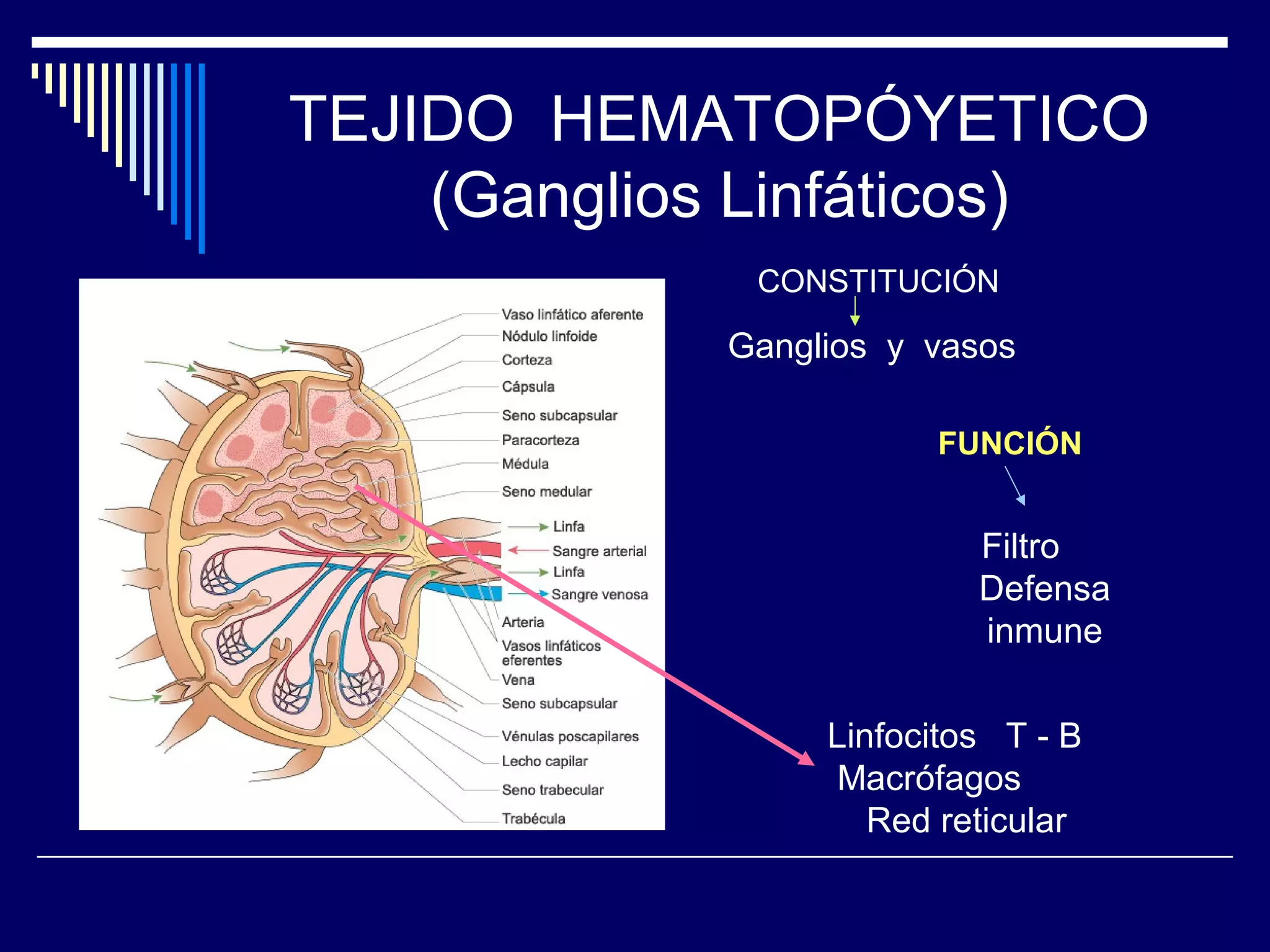TEJIDO HEMATOPÓYETICO
    (Ganglios Linfáticos)
             CONSTITUCIÓN

            Ganglios y vasos

                       FUNCIÓN


                          Filtro
                          Defensa
                          inmune

                 Linfocitos T - B
                 Macrófagos
                    Red reticular
 