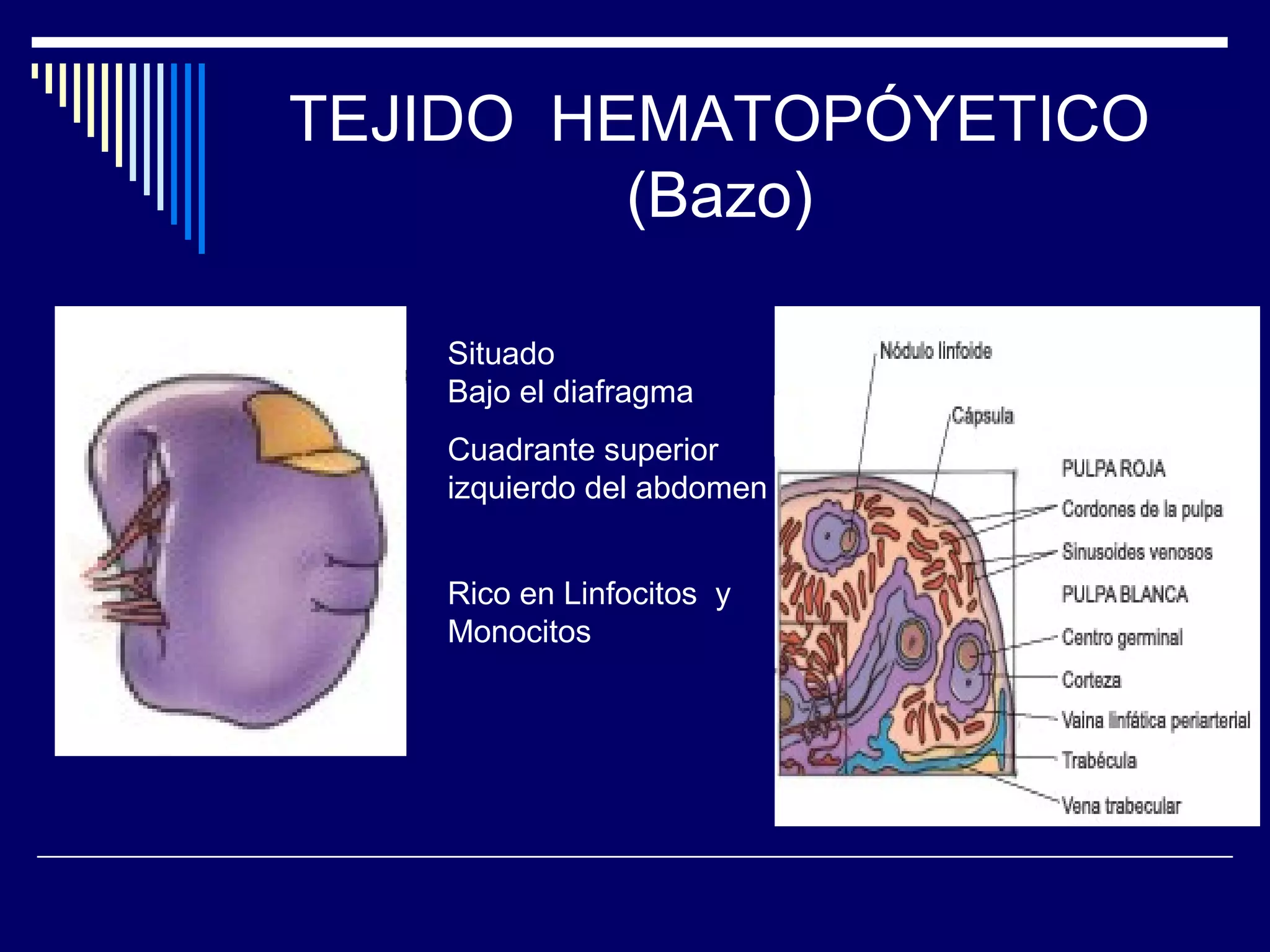 TEJIDO HEMATOPÓYETICO
         (Bazo)

   Situado
   Bajo el diafragma
   Cuadrante superior
   izquierdo del abdomen


   Rico en Linfocitos y
   Monocitos
 