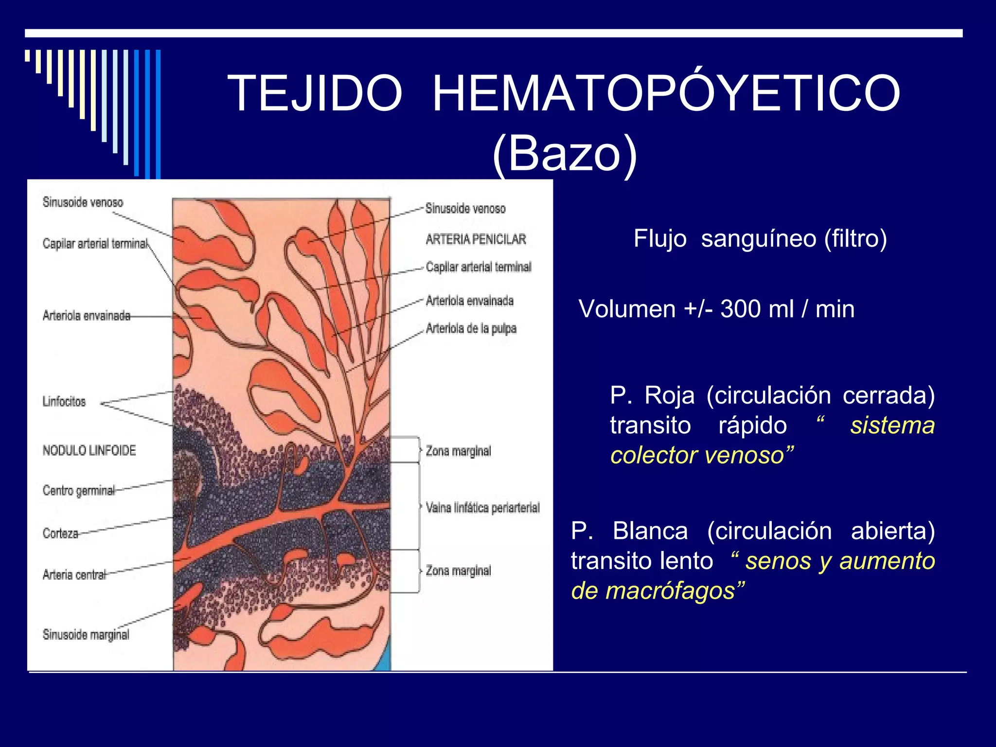 TEJIDO HEMATOPÓYETICO
         (Bazo)
               Flujo sanguíneo (filtro)

          Volumen +/- 300 ml / min


             P. Roja (circulación cerrada)
             transito rápido “ sistema
             colector venoso”


          P. Blanca (circulación abierta)
          transito lento “ senos y aumento
          de macrófagos”
 
