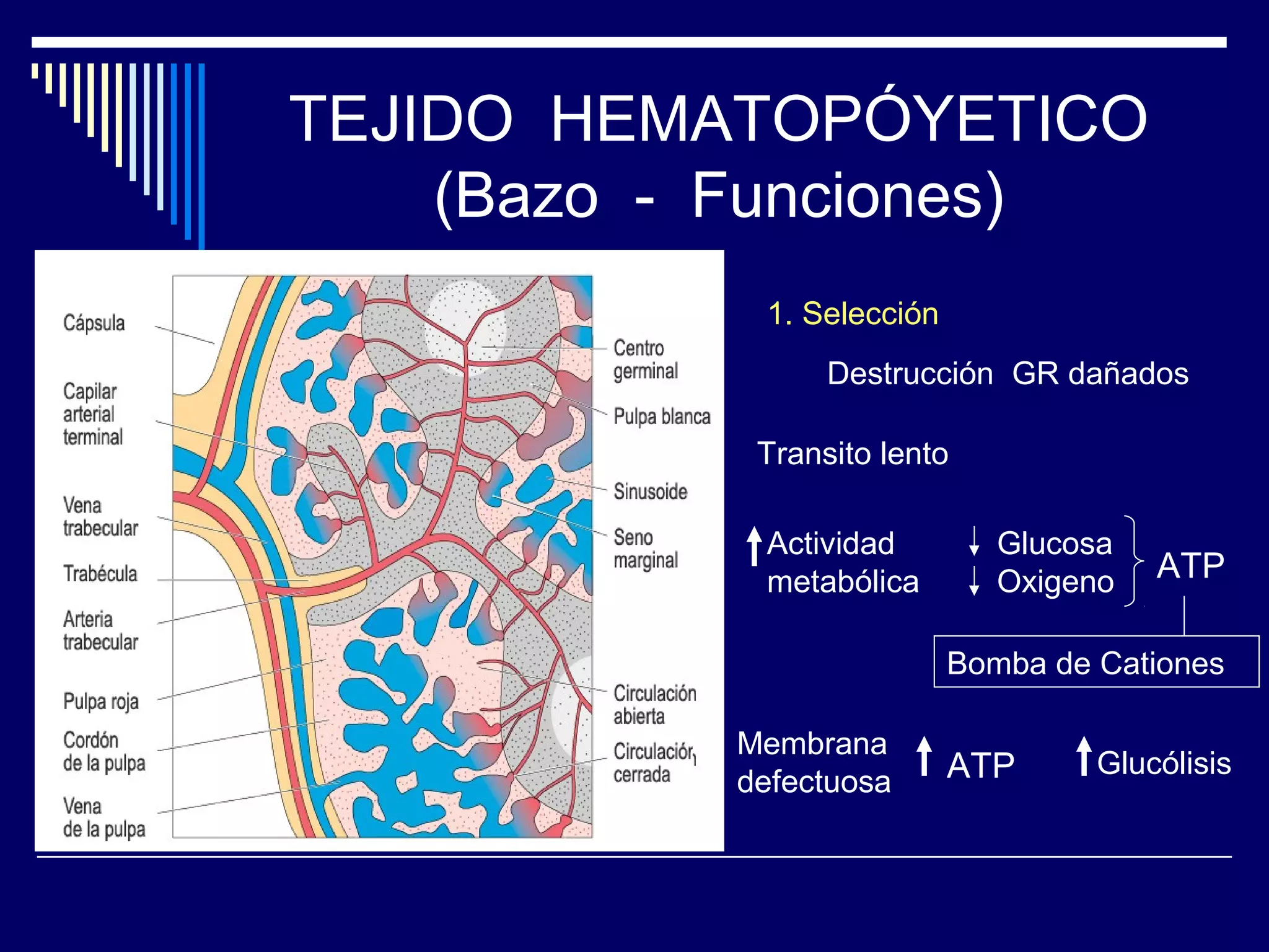 TEJIDO HEMATOPÓYETICO
    (Bazo - Funciones)
            1. Selección
                 Destrucción GR dañados

            Transito lento

            Actividad         Glucosa
            metabólica        Oxigeno   ATP

                           Bomba de Cationes

           Membrana
                           ATP      Glucólisis
           defectuosa
 