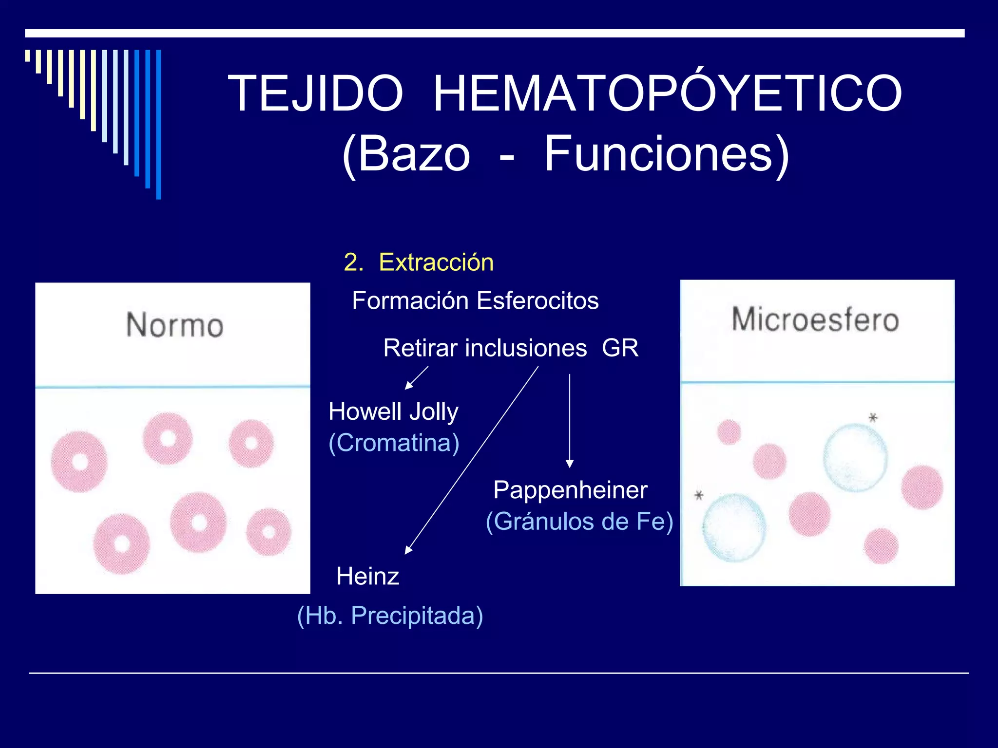 TEJIDO HEMATOPÓYETICO
    (Bazo - Funciones)

      2. Extracción
       Formación Esferocitos
         Retirar inclusiones GR

    Howell Jolly
    (Cromatina)
                       Pappenheiner
                      (Gránulos de Fe)

     Heinz
  (Hb. Precipitada)
 