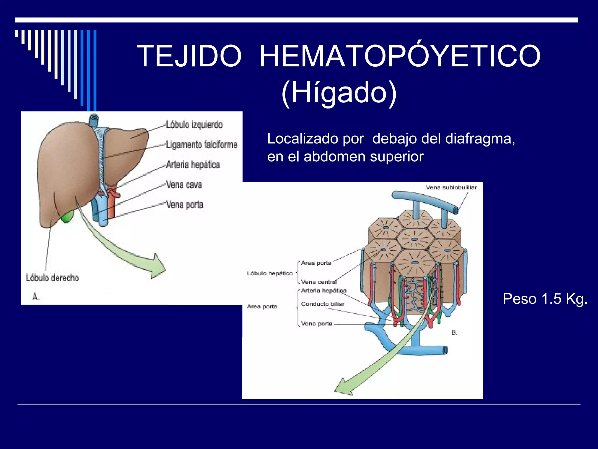 TEJIDO HEMATOPÓYETICO
        (Hígado)
      Localizado por debajo del diafragma,
      en el abdomen superior




                                        Peso 1.5 Kg.
 