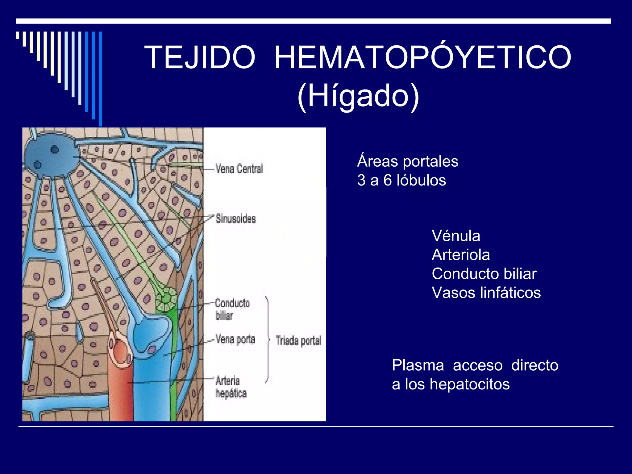 TEJIDO HEMATOPÓYETICO
        (Hígado)
          Áreas portales
          3 a 6 lóbulos


                    Vénula
                    Arteriola
                    Conducto biliar
                    Vasos linfáticos



              Plasma acceso directo
              a los hepatocitos
 